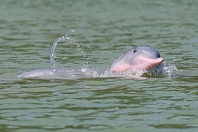 Rosa Delfin